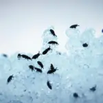 Er der forskel på loppemiddel til forebyggelse og behandling af lopper?